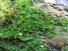 Riccardia palmata (Hedw.) Carruth.