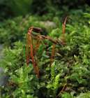 Mnium spinosum (Voit) Schwägr.