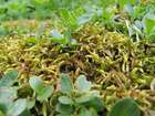 Ptychodium plicatum (F.Weber & D.Mohr) Schimp.