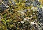 Barbilophozia hatcheri (A.Evans) Loeske