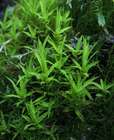 Timmia norvegica J.E.Zetterst.