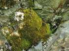 Grimmia torquata Hook. ex Drumm.