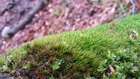 Paraleucobryum sauteri (Bruch & Schimp.) Loeske