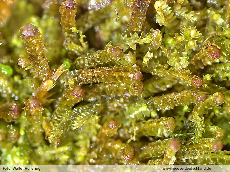 Fotografie Barbilophozia hatcheri (A.Evans) Loeske