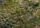 Campylostelium saxicola (F.Weber & D.Mohr) Bruch & Schimp.