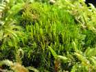 Dicranum flagellare Hedw.