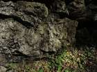 Didymodon validus Limpr.