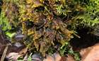 Distichophyllum carinatum Dixon & W.E.Nicholson