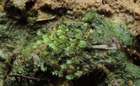 Fissidens celticus Paton