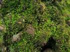 Lophozia bicrenata (Hoffm.) Dumort.