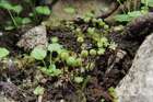 Mannia triandra (Scop.) Grolle