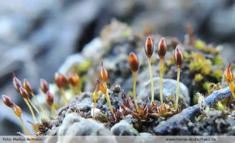 Habitus | Foto von Markus Reimann