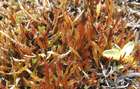 Orthothecium strictum Lorentz