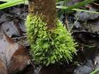 Oxyrrhynchium speciosum (Brid.) Warnst.