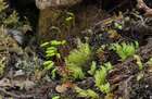 Pohlia cruda (Hedw.) Lindb.