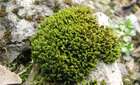 Racomitrium macounii Kindb. subsp. macounii