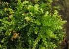 Rhynchostegium rotundifolium (Scop. ex Brid.) Schimp.