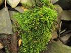 Rhynchostegium rotundifolium (Scop. ex Brid.) Schimp.