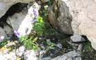 Sauteria alpina (Nees) Nees