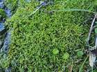Sciuro-hypnum glaciale (Schimp.) Ignatov & Huttunen