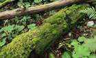 Harpanthus scutatus (F.Weber & D.Mohr) Spruce