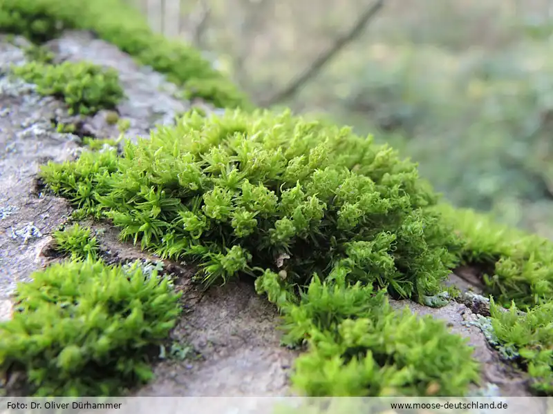 Habitus | Foto von Dr. Oliver Dürhammer