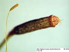 Aloina aloides (Koch ex Schultz) Kindb.