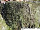 Amblystegium fluviatile (Hedw.) Schimp.