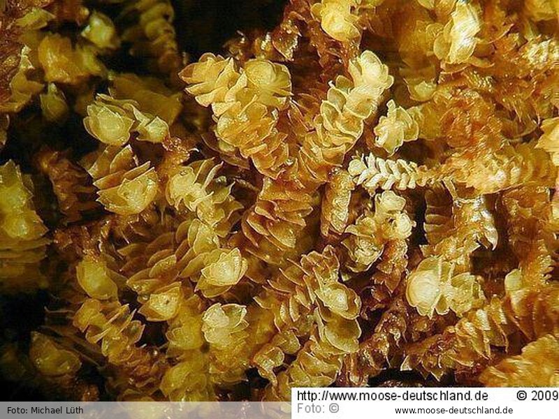 Fotografie Anastrophyllum michauxii (F.Weber) H.Buch
