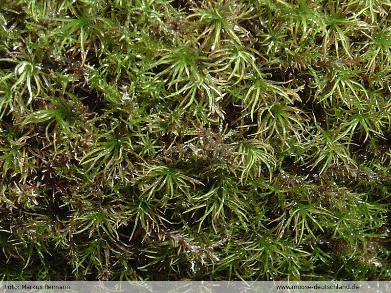 Fotografie Anoectangium hornschuchianum (Hook.) Funck ex Hornsch.