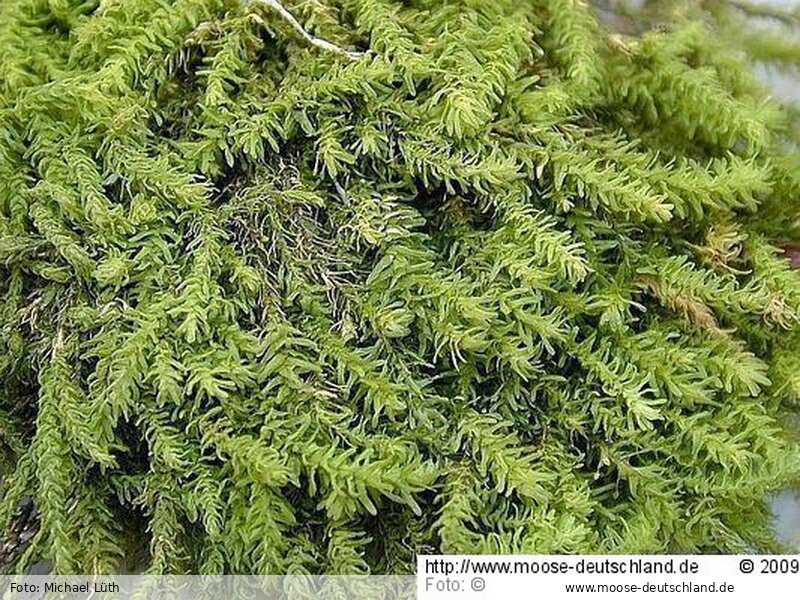 Fotografie Anomodon rugelii (Müll.Hal.) Keissl.