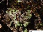 Asterella gracilis (F.Weber) Underw.