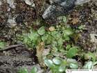 Athalamia hyalina (Sommerf.) S.Hatt.