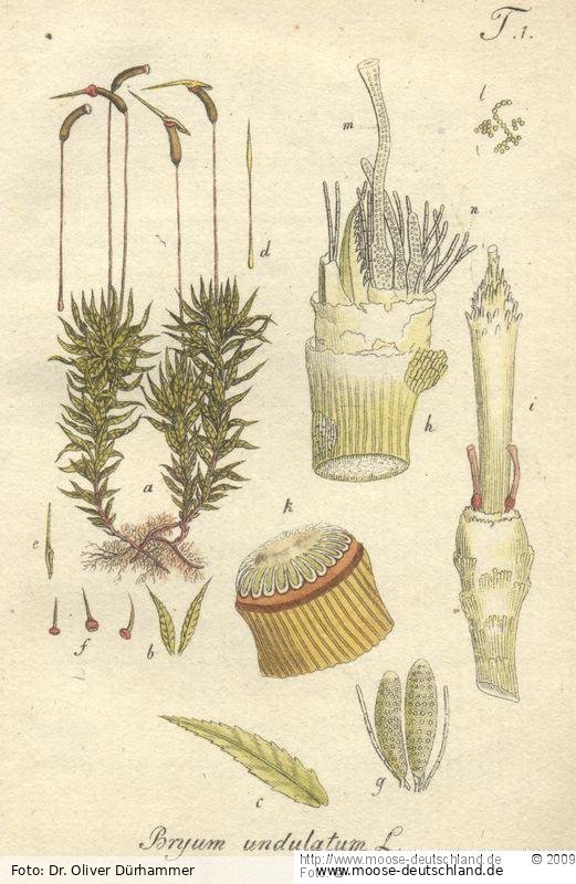 Fotografie Atrichum undulatum (Hedw.) P.Beauv.