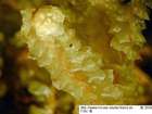 Barbilophozia lycopodioides (Wallr.) Loeske