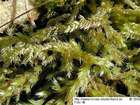 Brachythecium rutabulum (Hedw.) Schimp.