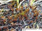 Calliergon sarmentosum (Wahlenb.) Kindb.