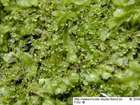 Calypogeia suecica (Arnell & J.Perss.) Müll.Frib.
