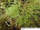 Campylium elodes (Lindb.) Kindb.