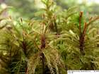 Climacium dendroides (Hedw.) F.Weber & D.Mohr