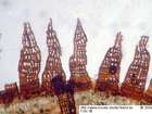 Coscinodon cribrosus (Hedw.) Spruce