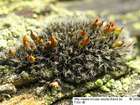 Coscinodon cribrosus (Hedw.) Spruce