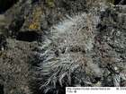 Crossidium squamiferum (Viv.) Jur. var. squamiferum