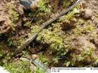 Dicranella staphylina H.Whitehouse