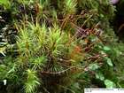 Dicranum scoparium Hedw.