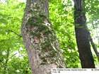 Dicranum viride (Sull. & Lesq.) Lindb.