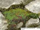 Bryoerythrophyllum recurvirostrum (Hedw.) P.C.Chen