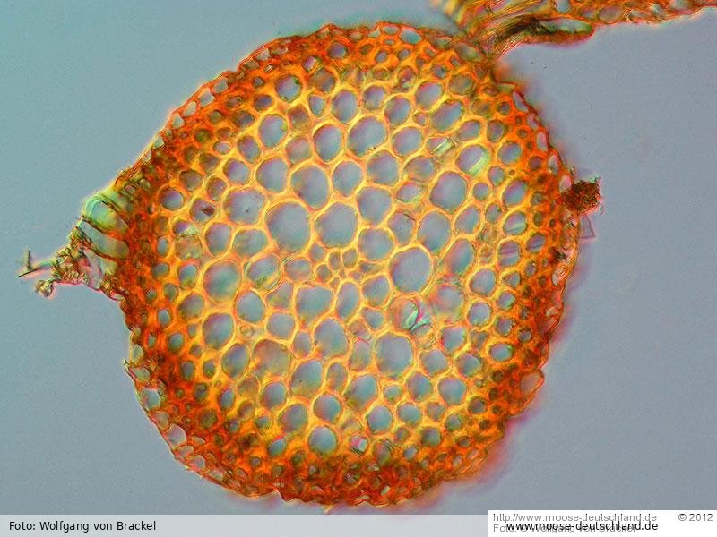 Querschnitt Stämmchen | Foto von Wolfgang von Brackel