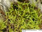 Eurhynchium pulchellum (Hedw.) Jenn.
