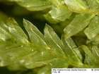 Fissidens osmundoides Hedw.